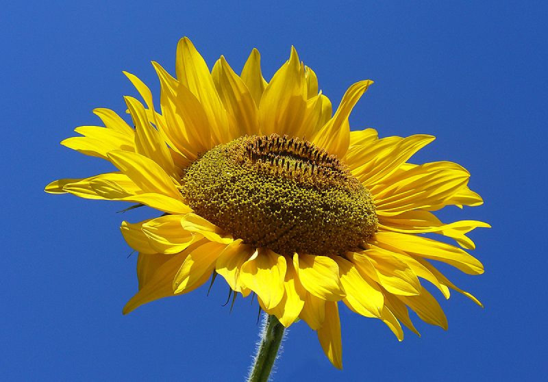 800px-Sunflower.jpg